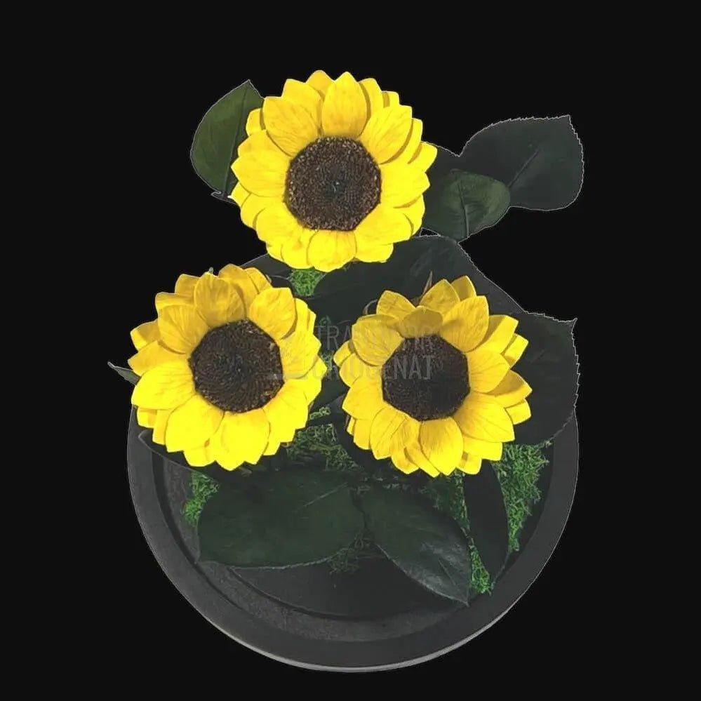 3 Floarea Soarelui Criogenata Ø6cm in cupola sticla 15x25cm - Trandafir-Criogenat.ro