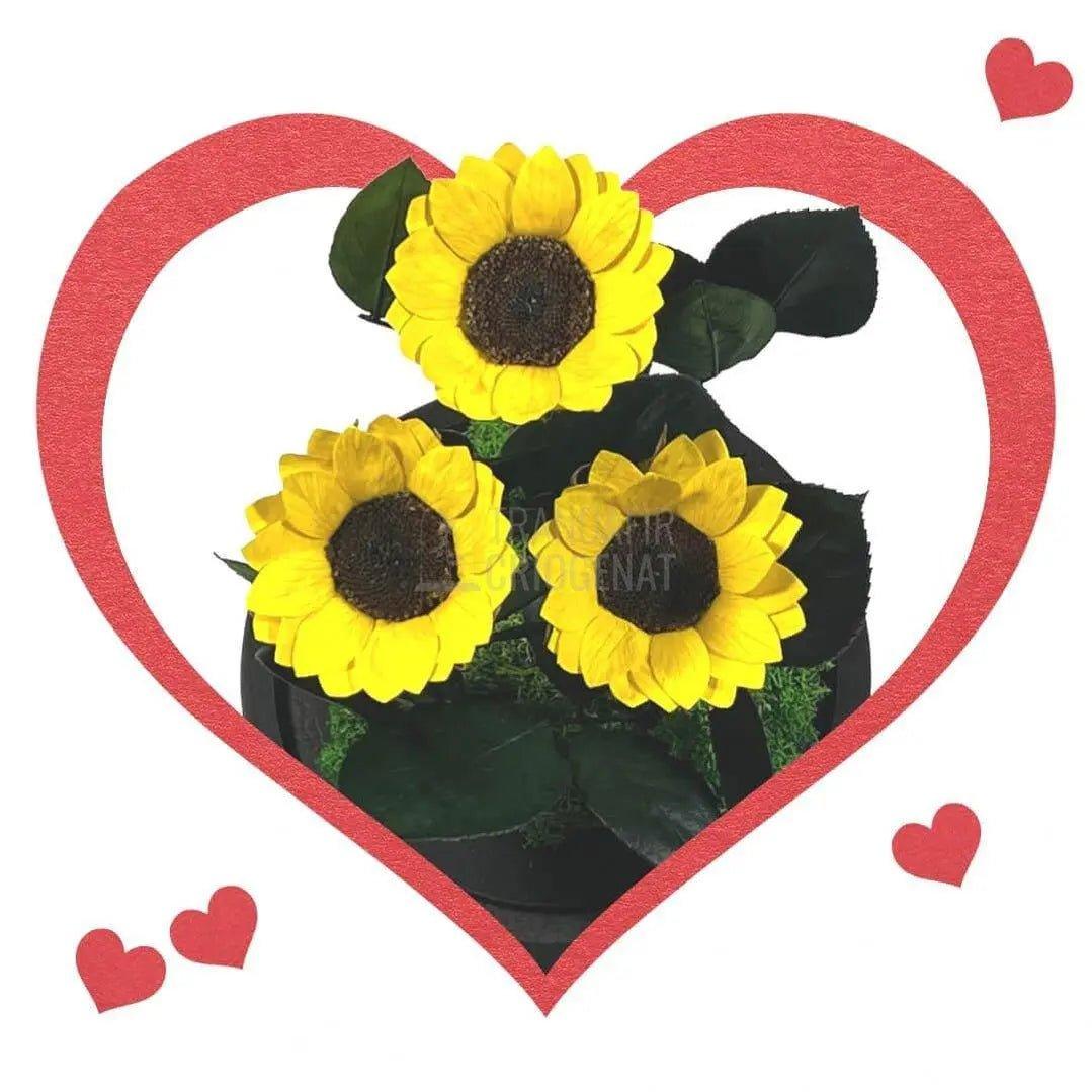 3 Floarea Soarelui Criogenata Ø6cm in cupola sticla 15x25cm - Trandafir-Criogenat.ro