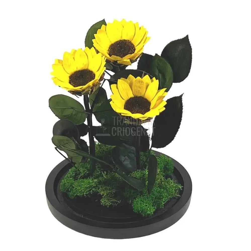 3 Floarea Soarelui Criogenata Ø6cm in cupola sticla 15x25cm - Trandafir-Criogenat.ro