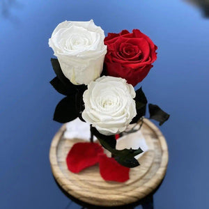 3 Trandafiri Criogenati 2 albi, 1 rosu Ø6,5cm, cupola 15x25cm - Trandafir-Criogenat.ro