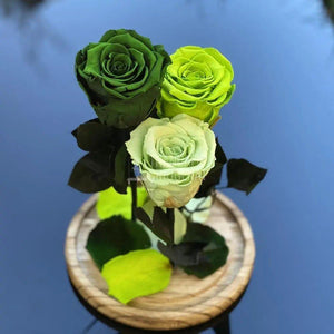 3 Trandafiri Criogenati 3 nuante de verde Ø6,5cm 15x25cm - Trandafir-Criogenat.ro