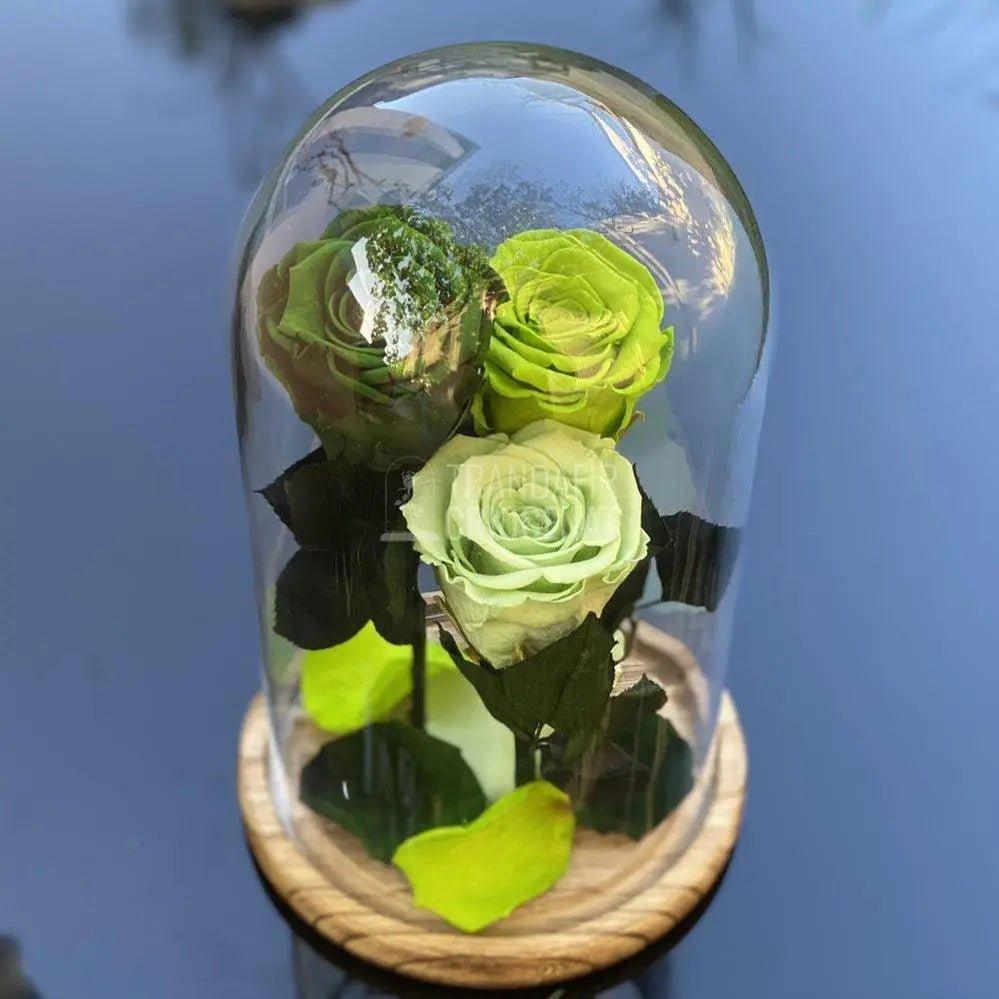 3 Trandafiri Criogenati 3 nuante de verde Ø6,5cm 15x25cm - Trandafir-Criogenat.ro