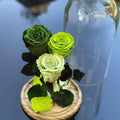 3 Trandafiri Criogenati 3 nuante de verde Ø6,5cm 15x25cm - Trandafir-Criogenat.ro
