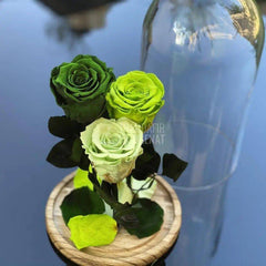 3 Trandafiri Criogenati 3 nuante de verde Ø6,5cm 15x25cm - Trandafir-Criogenat.ro