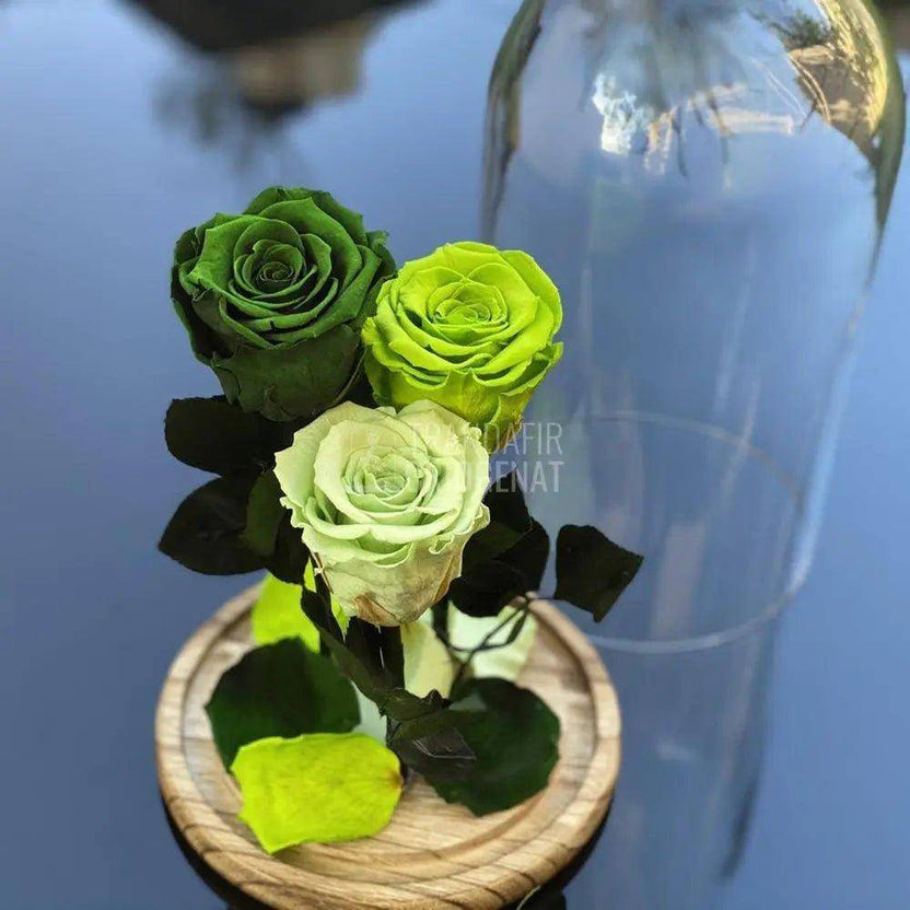 3 Trandafiri Criogenati 3 nuante de verde Ø6,5cm 15x25cm - Trandafir-Criogenat.ro
