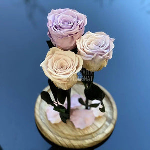 3 Trandafiri Criogenati lila,roz,mixt Ø6,5cm in cupola 15x25cm - Trandafir-Criogenat.ro