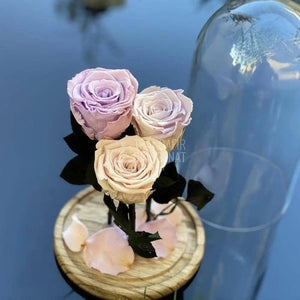 3 Trandafiri Criogenati lila,roz,mixt Ø6,5cm in cupola 15x25cm - Trandafir-Criogenat.ro