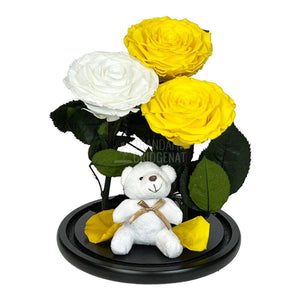 3 Trandafiri Criogenati mari, 2 galbeni, 1 alb, cupola ursulet - Trandafir-Criogenat.ro