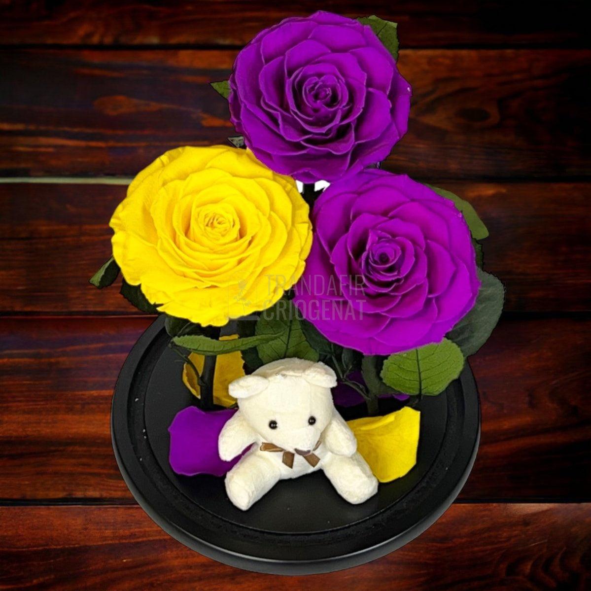 3 Trandafiri Criogenati mari, 2 purpurii, 1 galben, cupola ursulet - Trandafir-Criogenat.ro