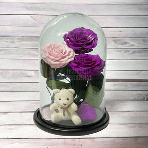 3 Trandafiri Criogenati mari, 2 purpuriu, 1 roz, cupola ursulet - Trandafir-Criogenat.ro