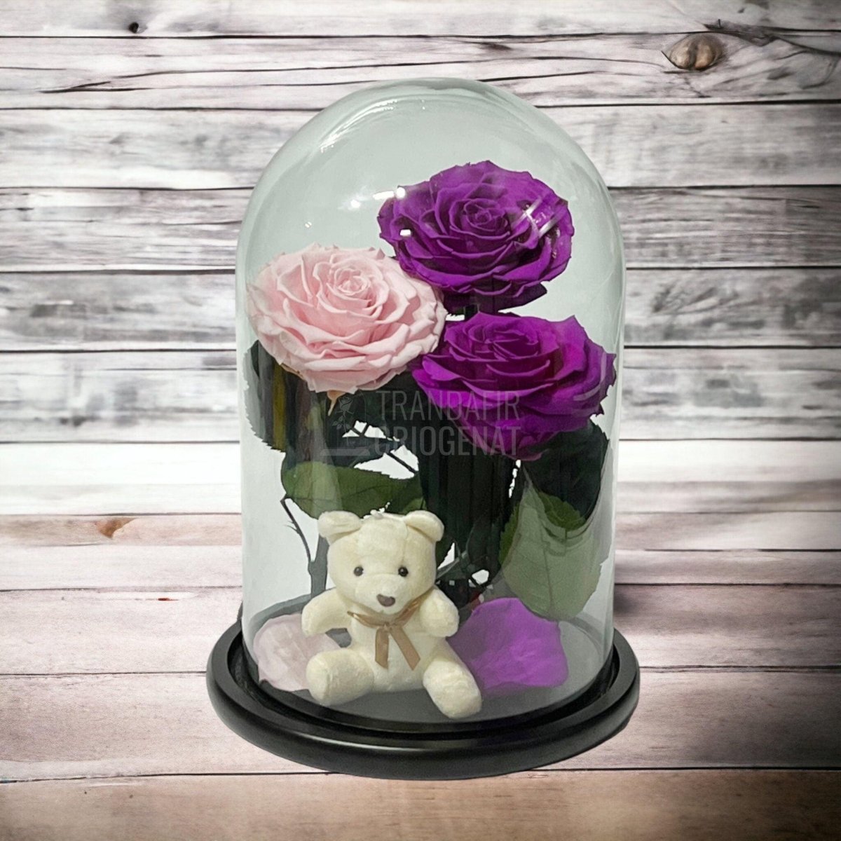3 Trandafiri Criogenati mari, 2 purpuriu, 1 roz, cupola ursulet - Trandafir-Criogenat.ro
