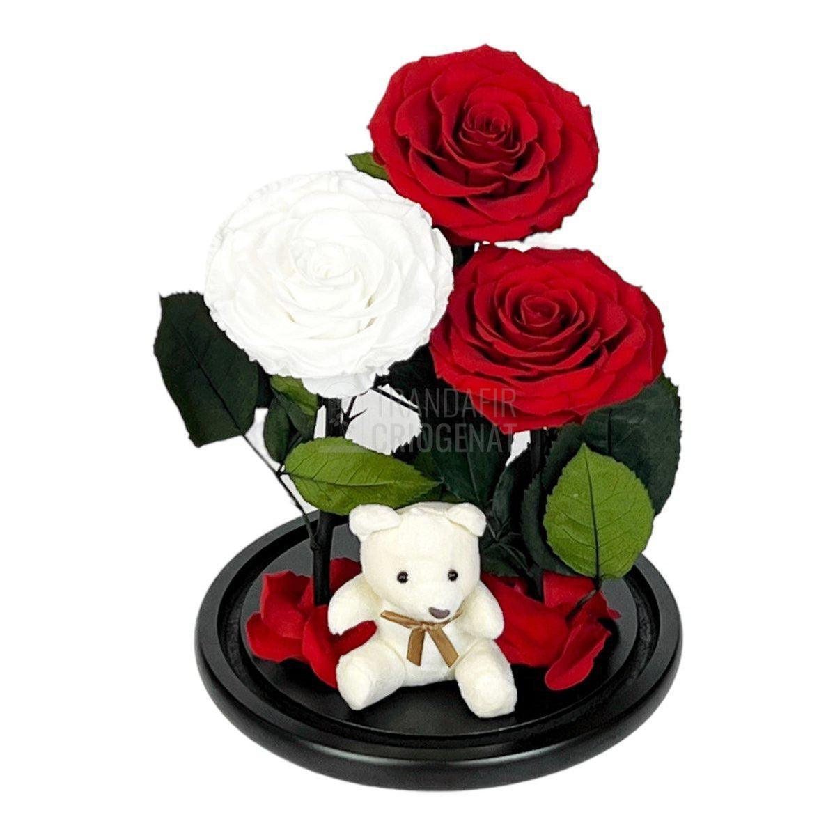 3 Trandafiri Criogenati mari, 2 rosii, 1 alb, cupola ursulet - Trandafir-Criogenat.ro