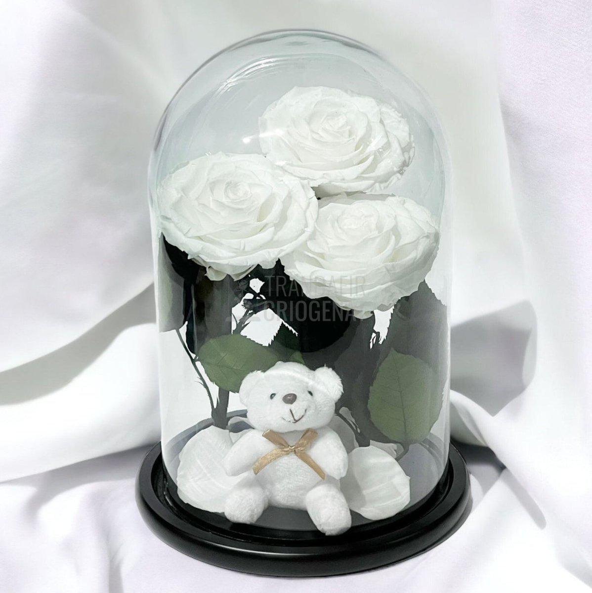 3 Trandafiri Criogenati mari albi in cupola sticla, cu ursulet - Trandafir-Criogenat.ro