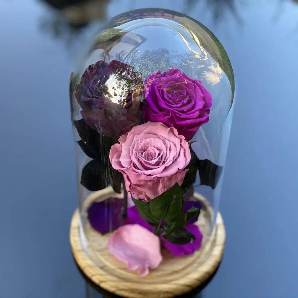 3 Trandafiri Criogenati purpuriu-mov Ø6,5cm in cupola 15x25cm - Trandafir-Criogenat.ro