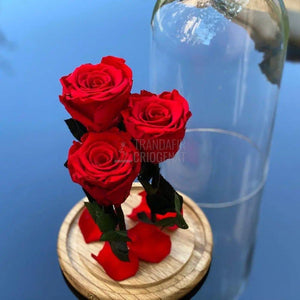 3 Trandafiri Criogenati rosii Ø6,5cm in cupola de sticla 15x25cm - Trandafir-Criogenat.ro