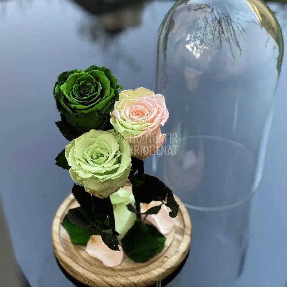 3 Trandafiri Criogenati verde cu multicolor Ø6,5cm 15x25cm - Trandafir-Criogenat.ro