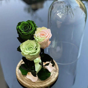 3 Trandafiri Criogenati verde cu multicolor Ø6,5cm 15x25cm - Trandafir-Criogenat.ro