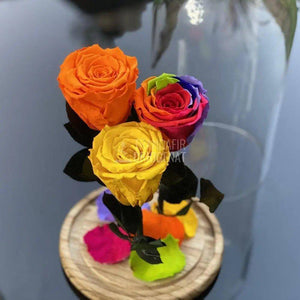 3 Trandafiri portocaliu, multicolor, galben Ø6,5cm 15x25cm - Trandafir-Criogenat.ro