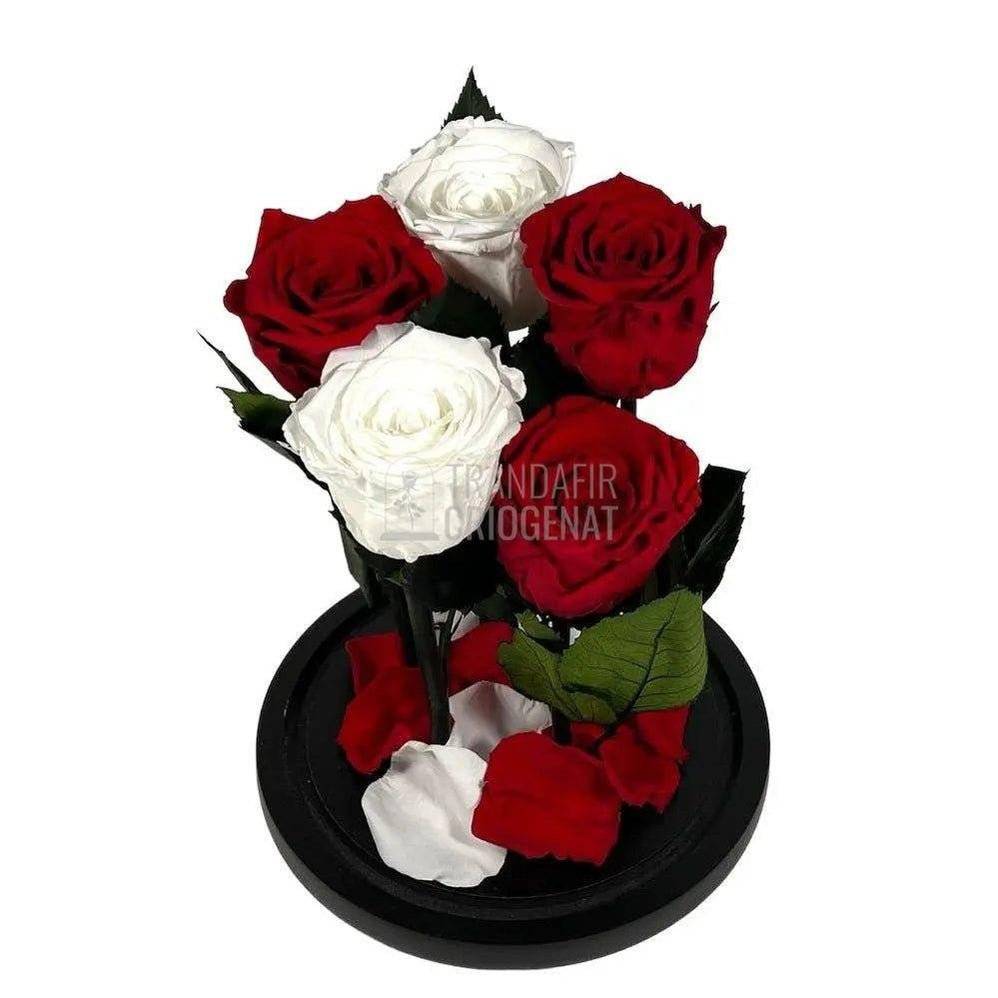 5 Trandafiri Criogenati 3 rosii, 2 albi (orice mix de culori la alegere) - Trandafir-Criogenat.ro