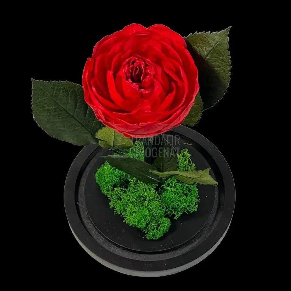 Bujor Criogenat rosu Ø10cm in cupola mare de sticla 15x25cm - Trandafir-Criogenat.ro