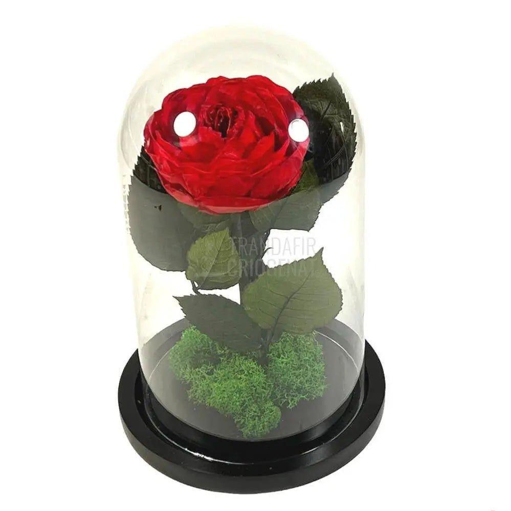 Bujor Criogenat rosu Ø10cm in cupola mare de sticla 15x25cm - Trandafir-Criogenat.ro