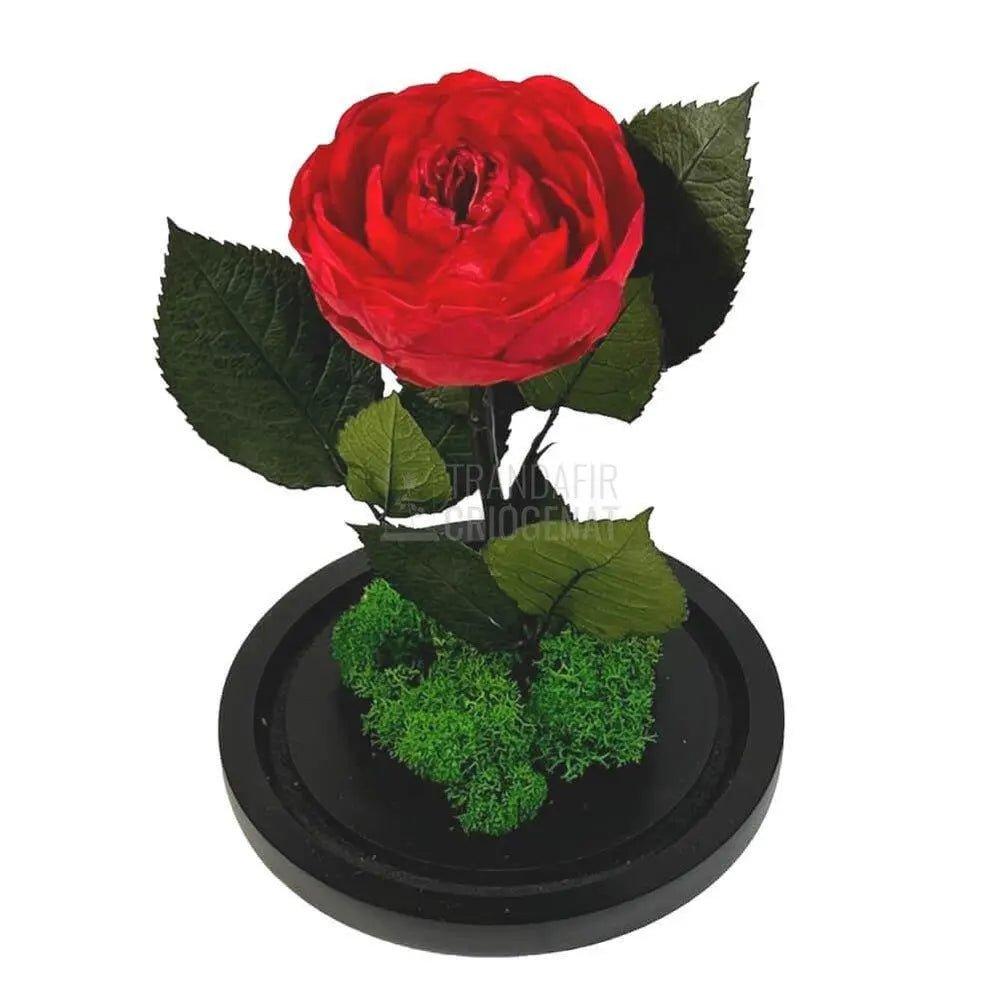 Bujor Criogenat rosu Ø10cm in cupola mare de sticla 15x25cm - Trandafir-Criogenat.ro