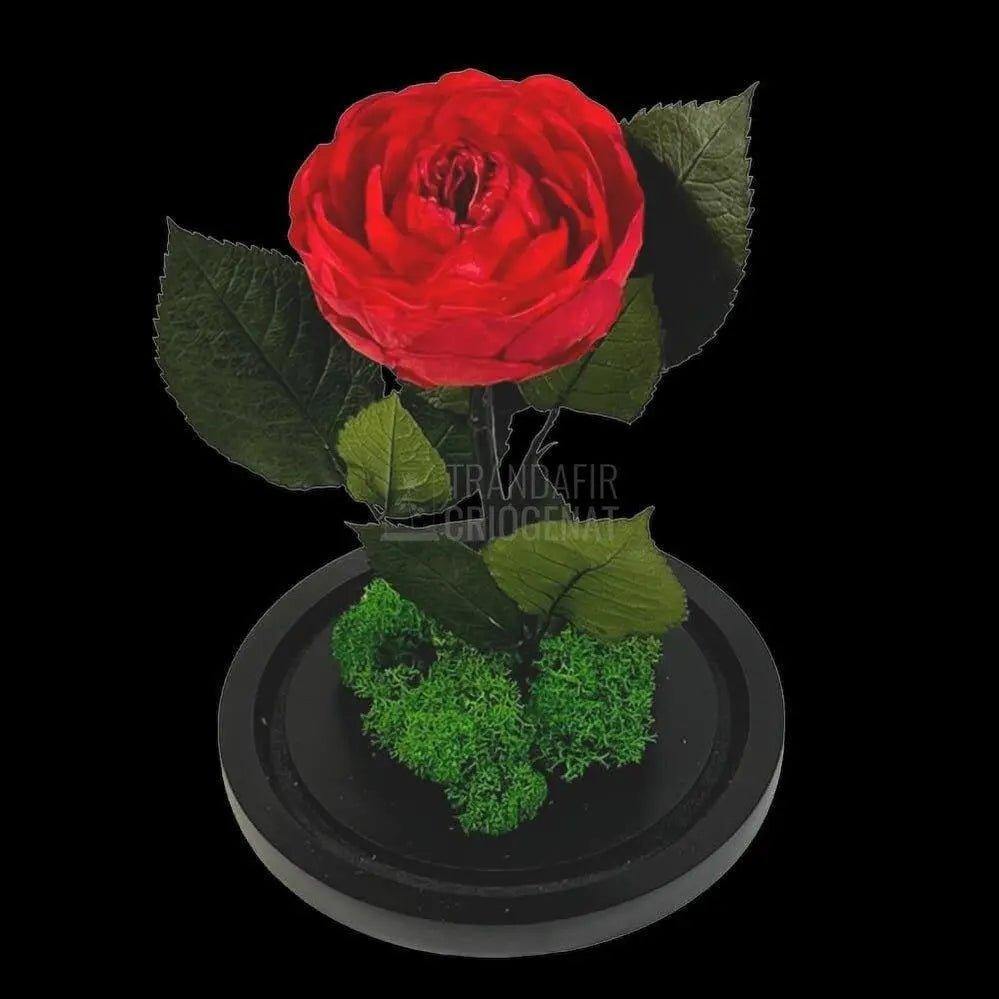 Bujor Criogenat rosu Ø10cm in cupola mare de sticla 15x25cm - Trandafir-Criogenat.ro