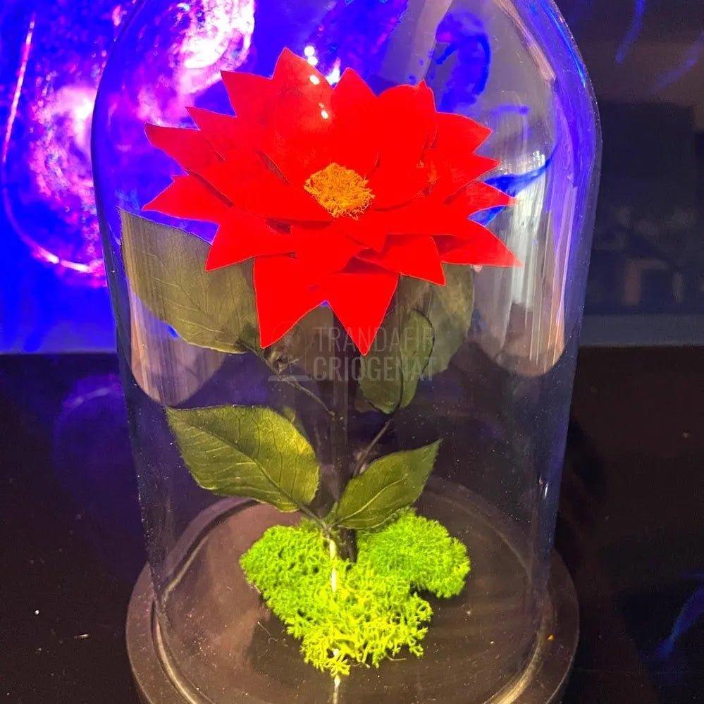 Craciunita Criogenata cu diametru Ø10cm in cupola sticla 15x25cm - Trandafir-Criogenat.ro