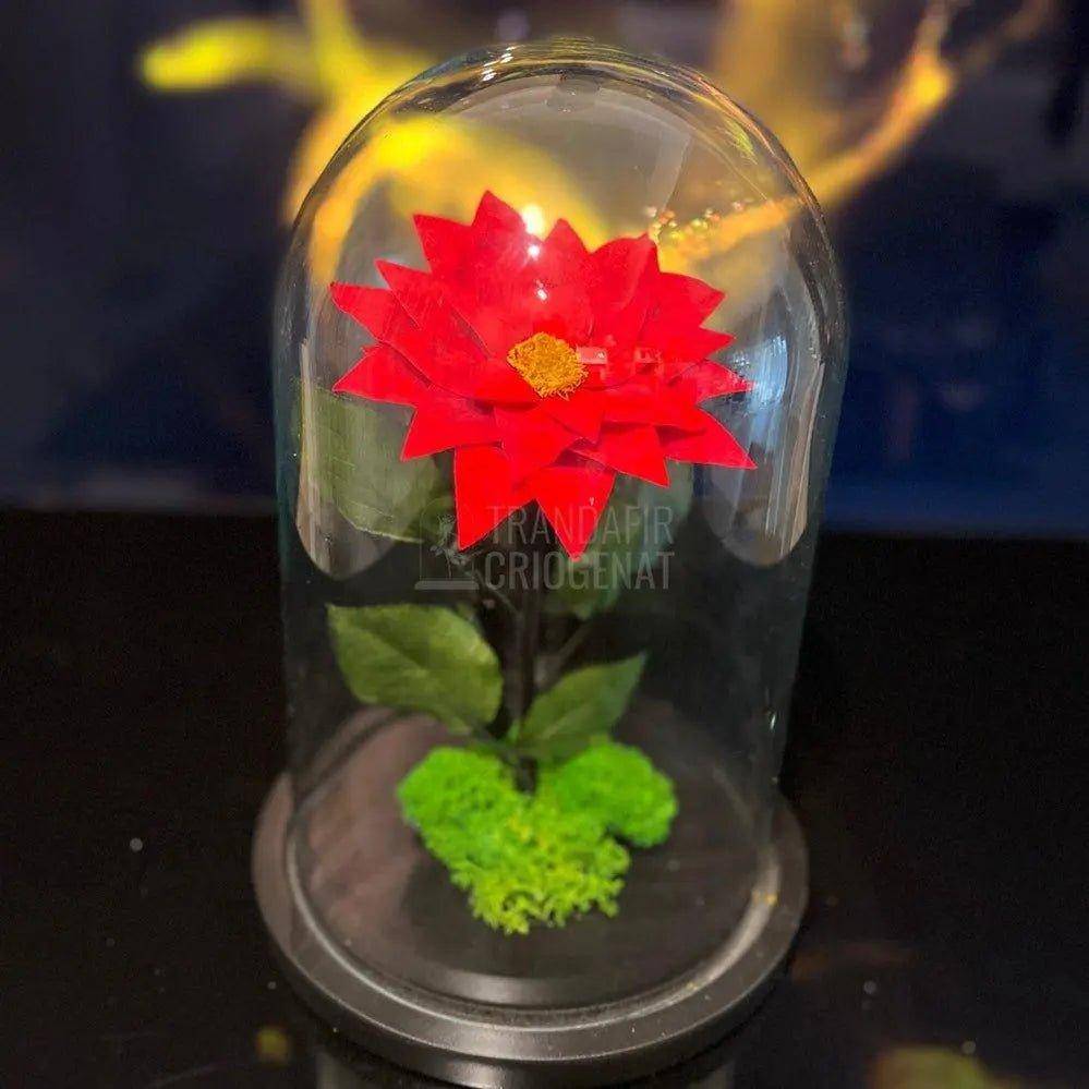 Craciunita Criogenata cu diametru Ø10cm in cupola sticla 15x25cm - Trandafir-Criogenat.ro