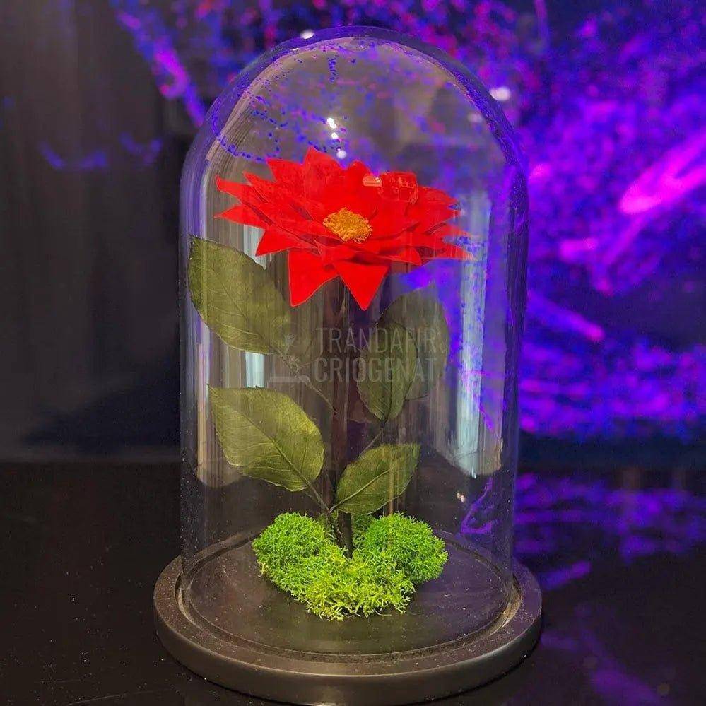 Craciunita Criogenata cu diametru Ø10cm in cupola sticla 15x25cm - Trandafir-Criogenat.ro