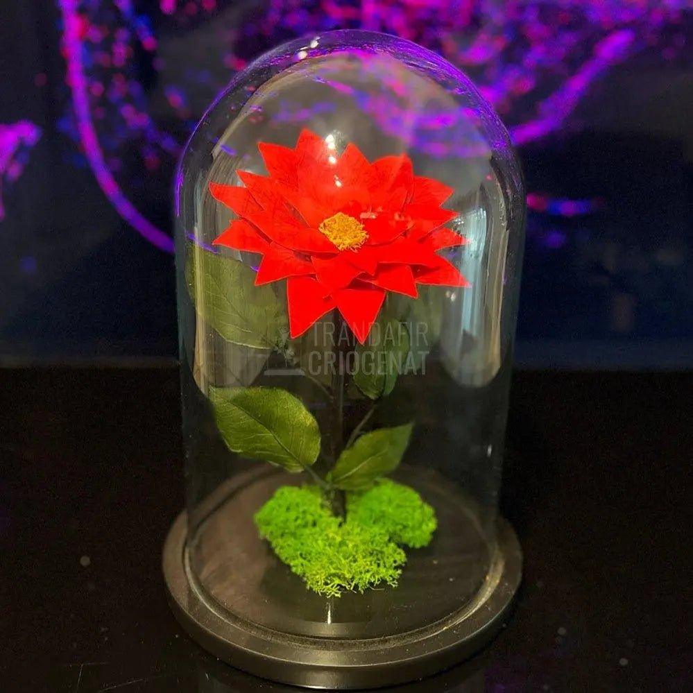 Craciunita Criogenata cu diametru Ø10cm in cupola sticla 15x25cm - Trandafir-Criogenat.ro