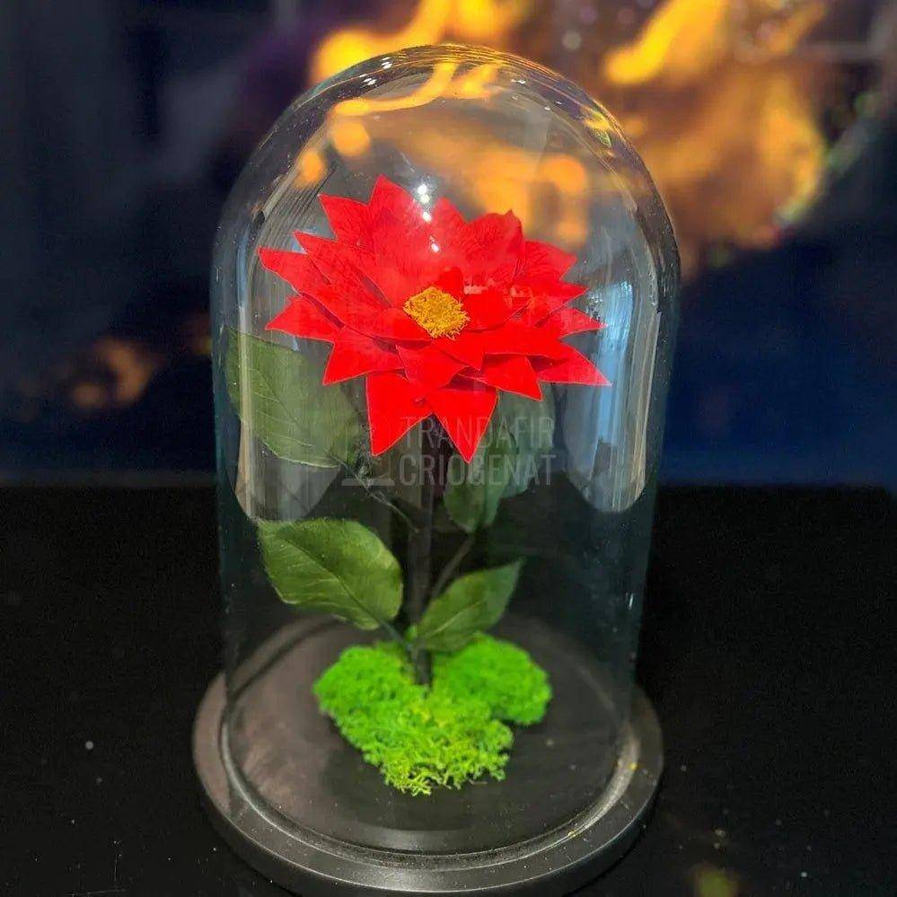 Craciunita Criogenata cu diametru Ø10cm in cupola sticla 15x25cm - Trandafir-Criogenat.ro