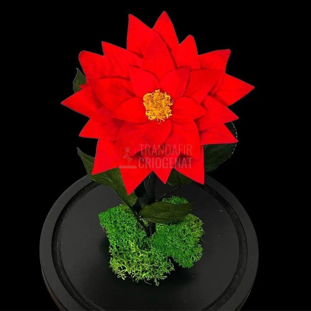 Craciunita Criogenata cu diametru Ø10cm in cupola sticla 15x25cm - Trandafir-Criogenat.ro