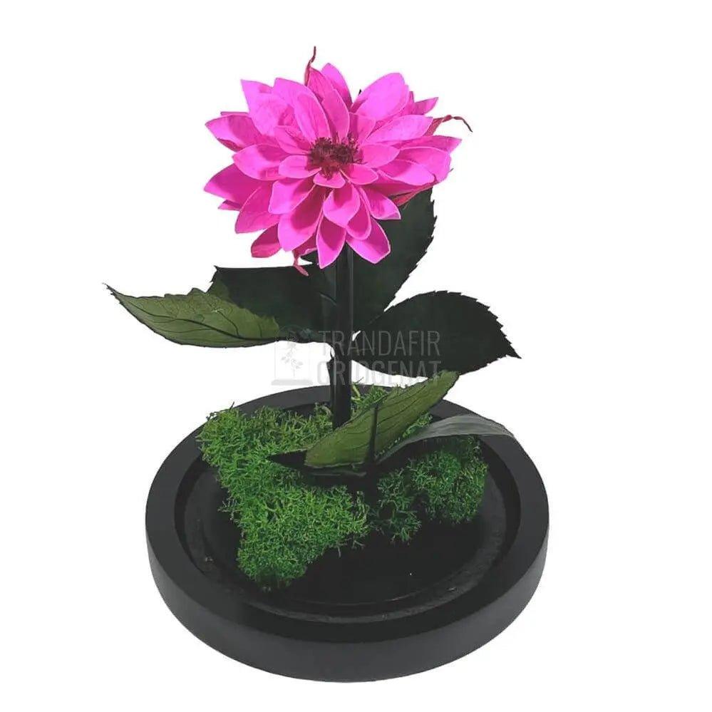 Dalia Criogenata ciclam in cupola de sticla, cu mesaj - Trandafir-Criogenat.ro