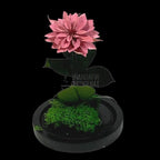 Dalia Criogenata mov-pudrat in cupola de sticla, cu mesaj - Trandafir-Criogenat.ro