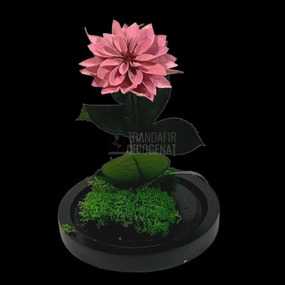 Dalia Criogenata mov-pudrat in cupola de sticla, cu mesaj - Trandafir-Criogenat.ro