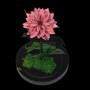 Dalia Criogenata mov-pudrat in cupola de sticla, cu mesaj - Trandafir-Criogenat.ro