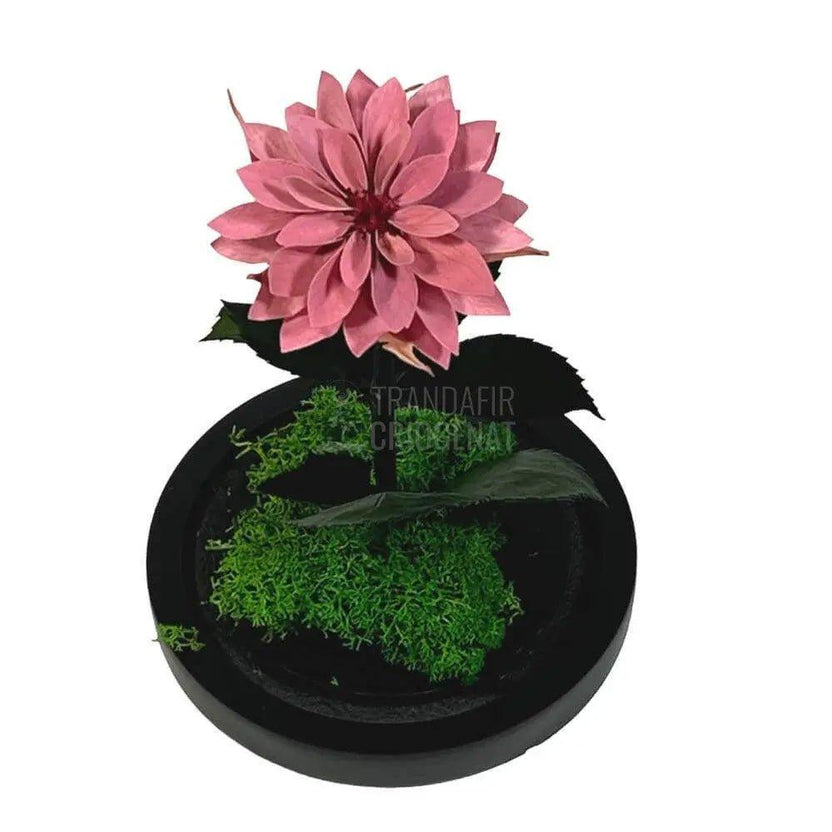 Dalia Criogenata mov-pudrat in cupola de sticla, cu mesaj - Trandafir-Criogenat.ro
