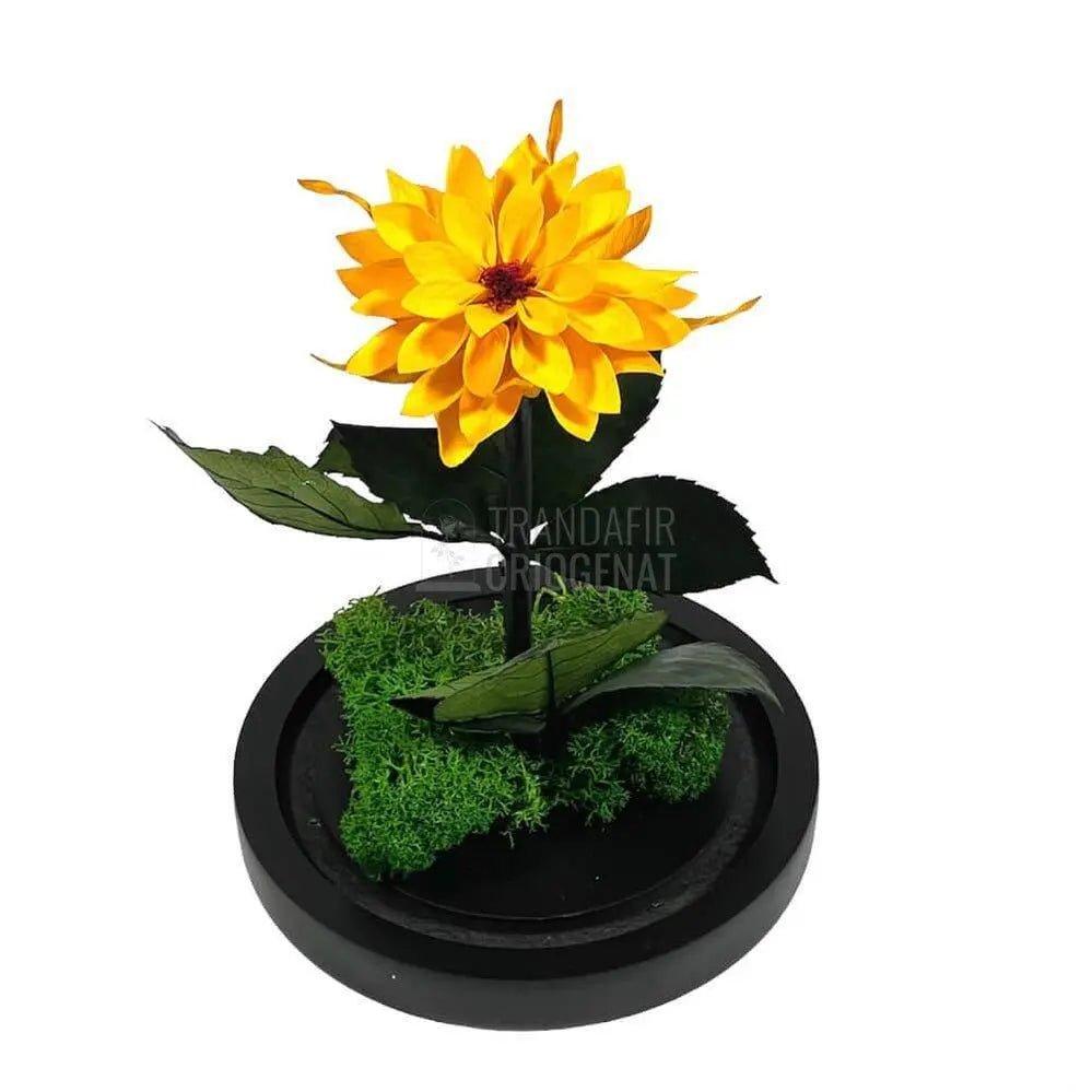 Dalia Criogenata portocalie in cupola de sticla, cu mesaj - Trandafir-Criogenat.ro