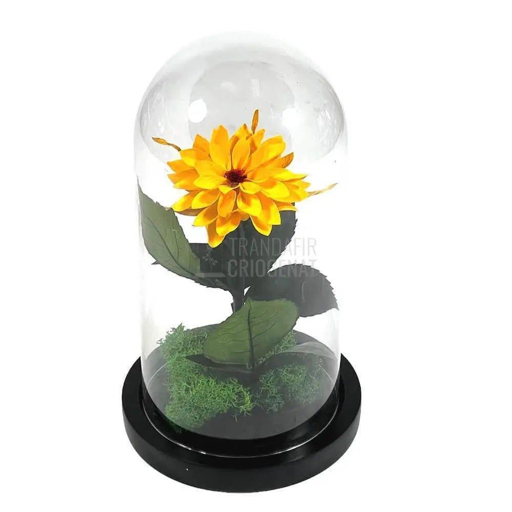 Dalia Criogenata portocalie in cupola de sticla, cu mesaj - Trandafir-Criogenat.ro