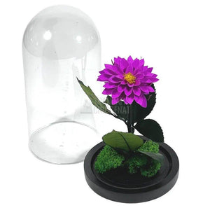 Dalia Criogenata purpuriu in cupola de sticla, cu mesaj - Trandafir-Criogenat.ro