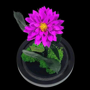 Dalia Criogenata purpuriu in cupola de sticla, cu mesaj - Trandafir-Criogenat.ro