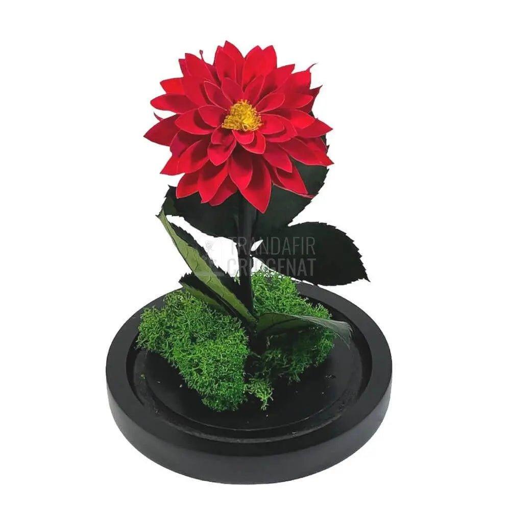 Dalia Criogenata rosie in cupola de sticla, cu mesaj - Trandafir-Criogenat.ro