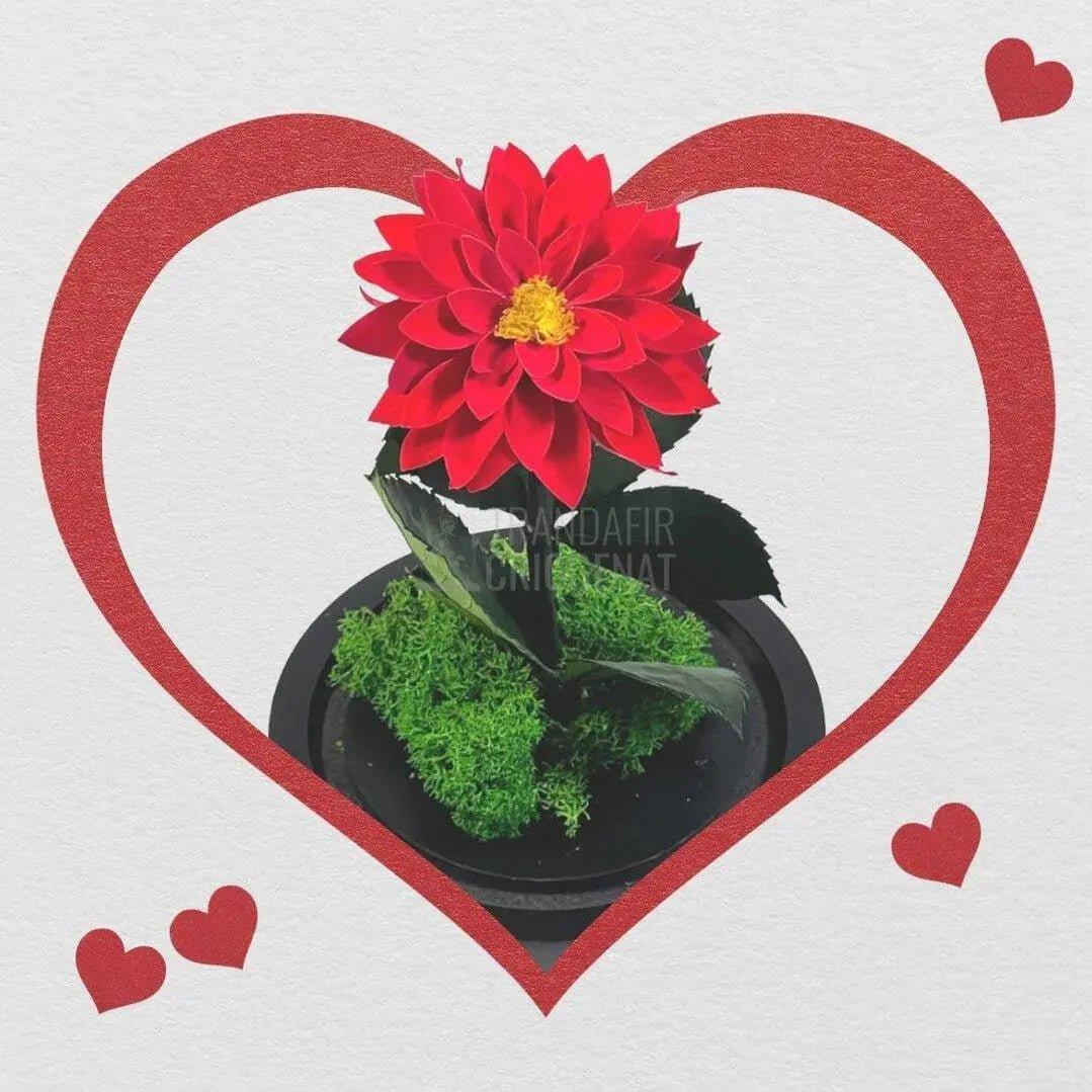 Dalia Criogenata rosie in cupola de sticla, cu mesaj - Trandafir-Criogenat.ro