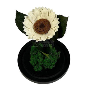 Floarea Soarelui Criogenata alba Ø10-12cm in cupola de sticla - Trandafir-Criogenat.ro