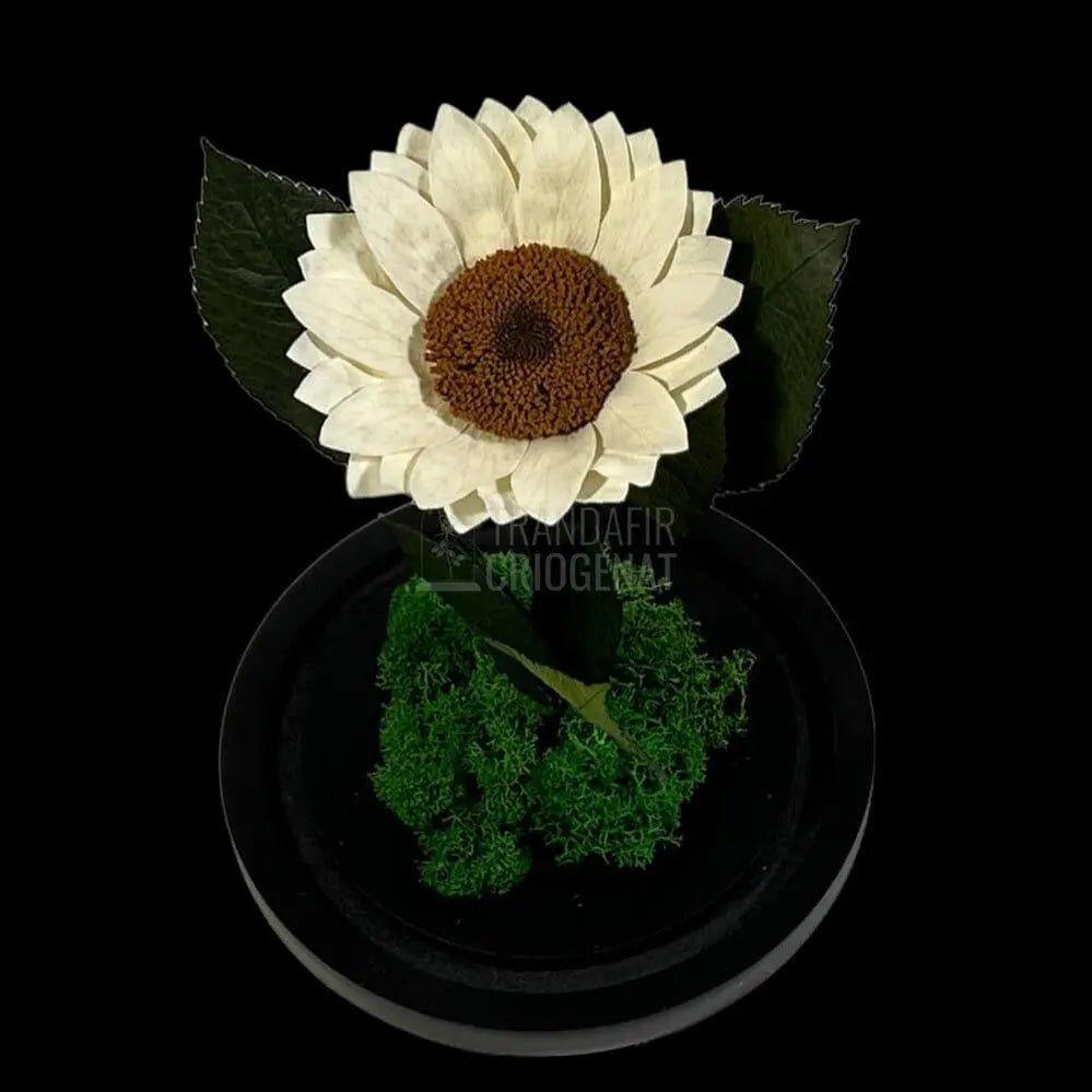Floarea Soarelui Criogenata alba Ø10-12cm in cupola de sticla - Trandafir-Criogenat.ro