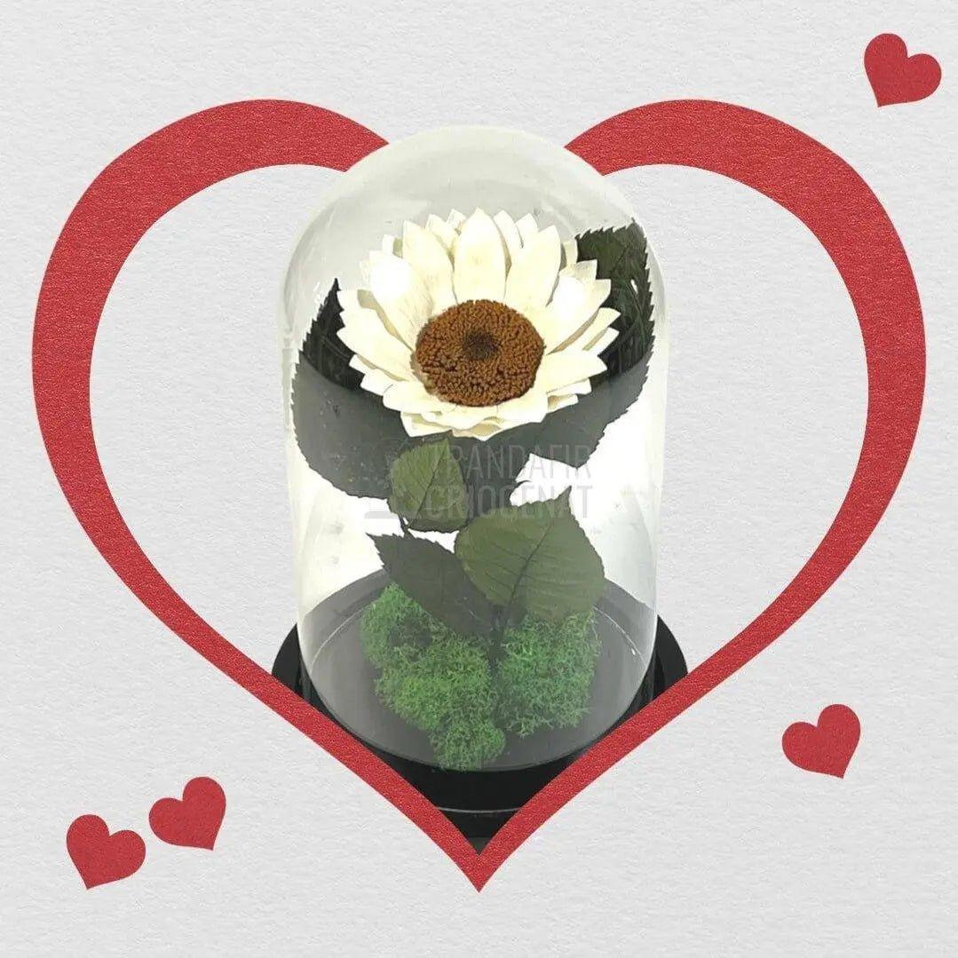 Floarea Soarelui Criogenata alba Ø10-12cm in cupola de sticla - Trandafir-Criogenat.ro