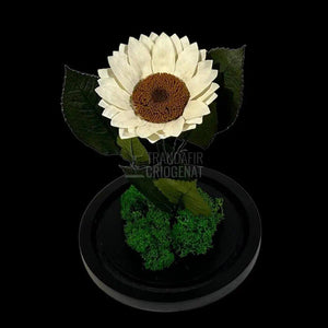 Floarea Soarelui Criogenata alba Ø10-12cm in cupola de sticla - Trandafir-Criogenat.ro
