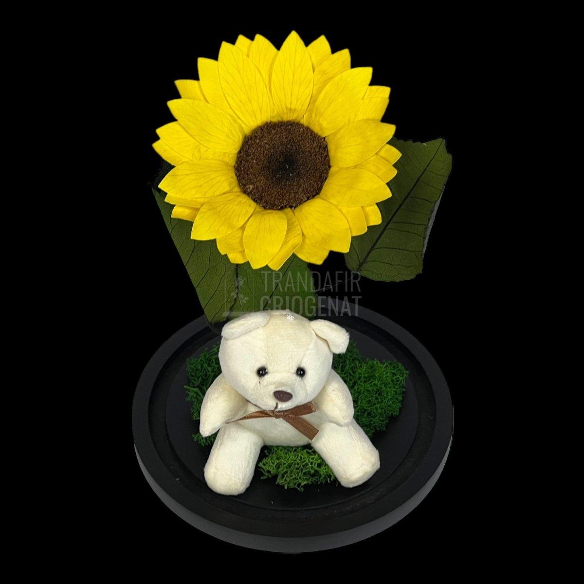 Floarea Soarelui Criogenata diametru 10-12cm in cupola cu Ursulet - Trandafir-Criogenat.ro