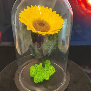 Floarea Soarelui Criogenata diametru 10-12cm in cupola de sticla - Trandafir-Criogenat.ro